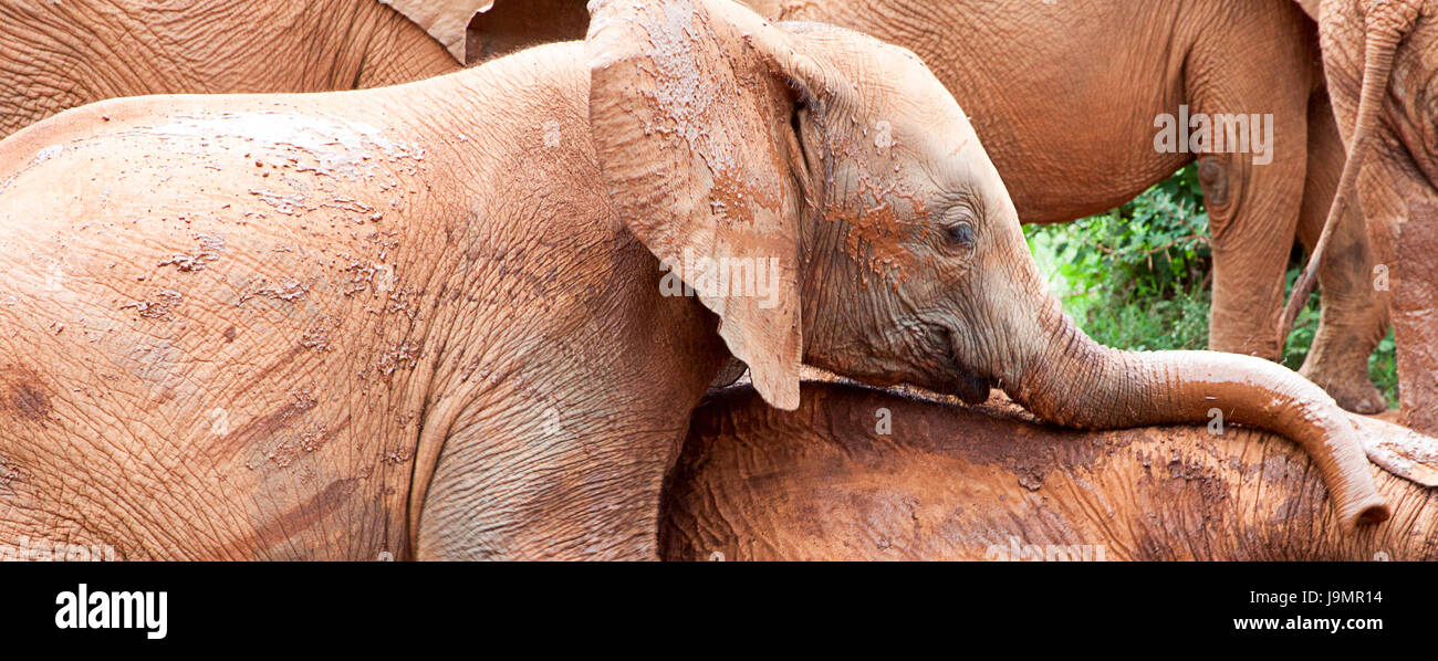 Baby elephants playing Stock Photo Alamy