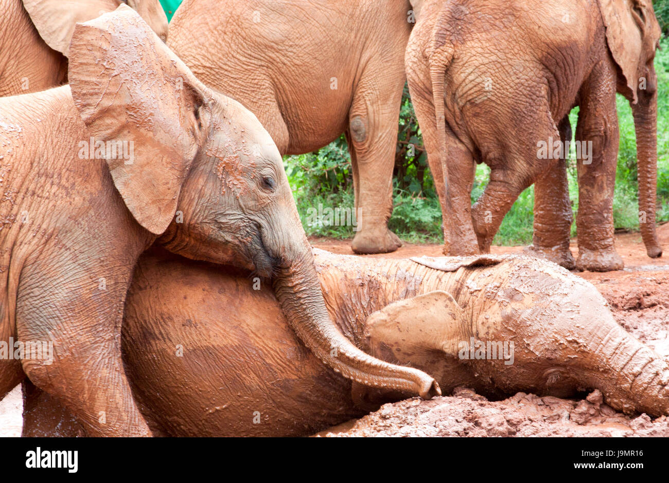 Baby elephants playing Stock Photo Alamy