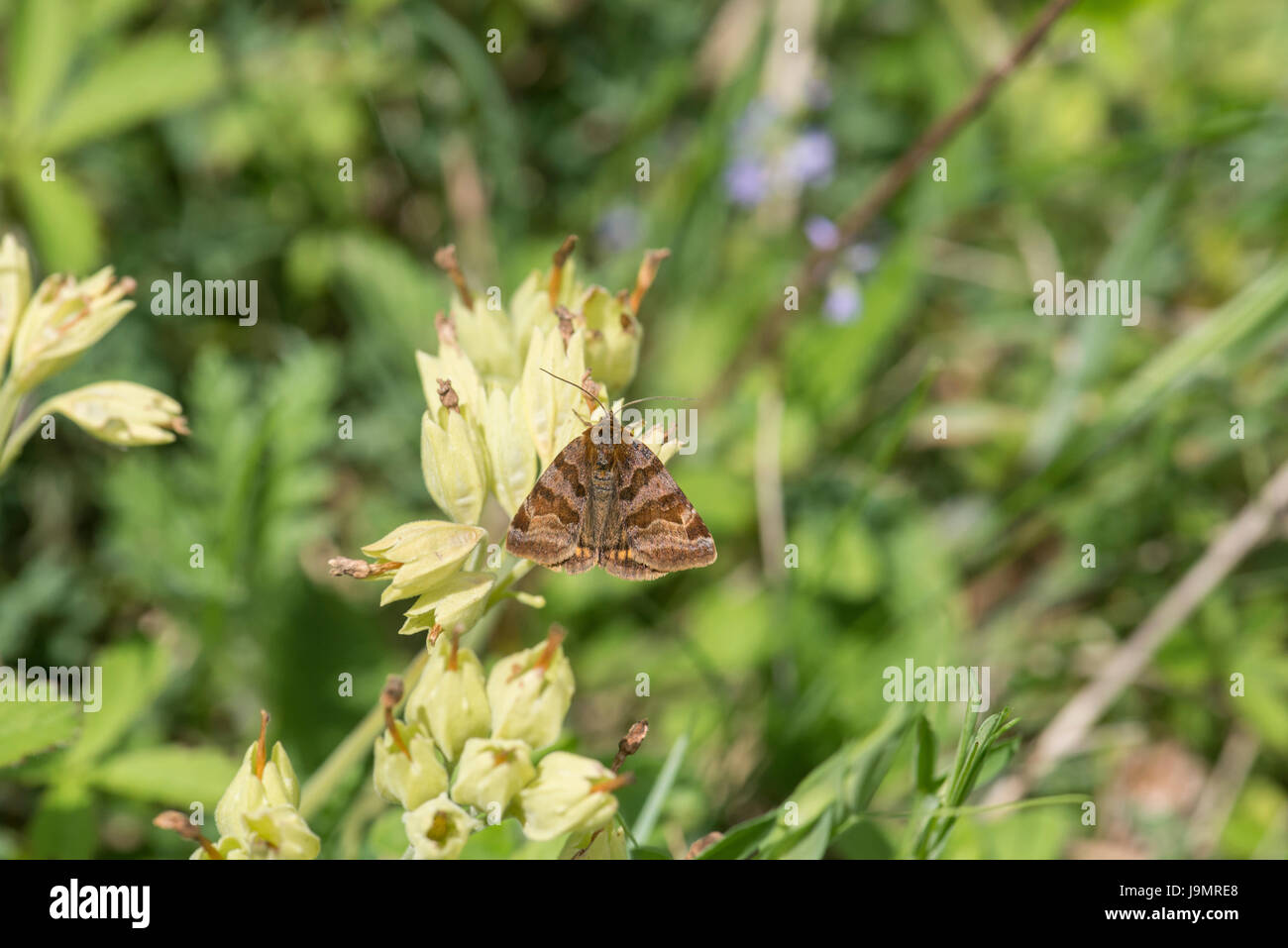 Burnet companion moth (Euclidia glyphica), a day-flying moth on the wing between May and July Stock Photo