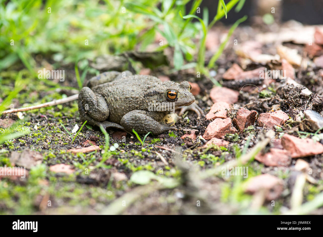 Common toad (Bufo bufo) Stock Photo