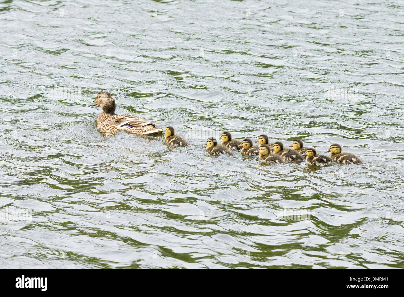 The photo shows a duck with ducklings in the pond Stock Photo Alamy