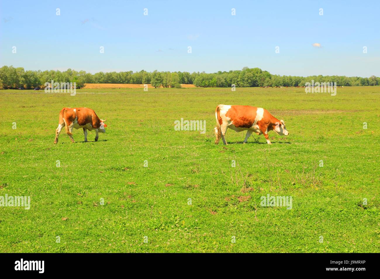 Two cows on meadow Stock Photo - Alamy