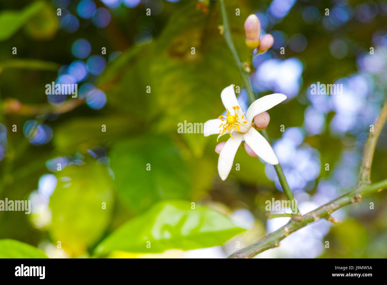 Lemon plantations hires stock photography and images Alamy