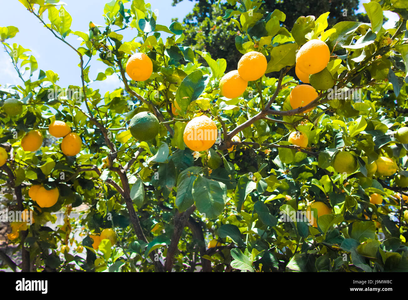 Sicilian lemons on sale Stock Photo - Alamy