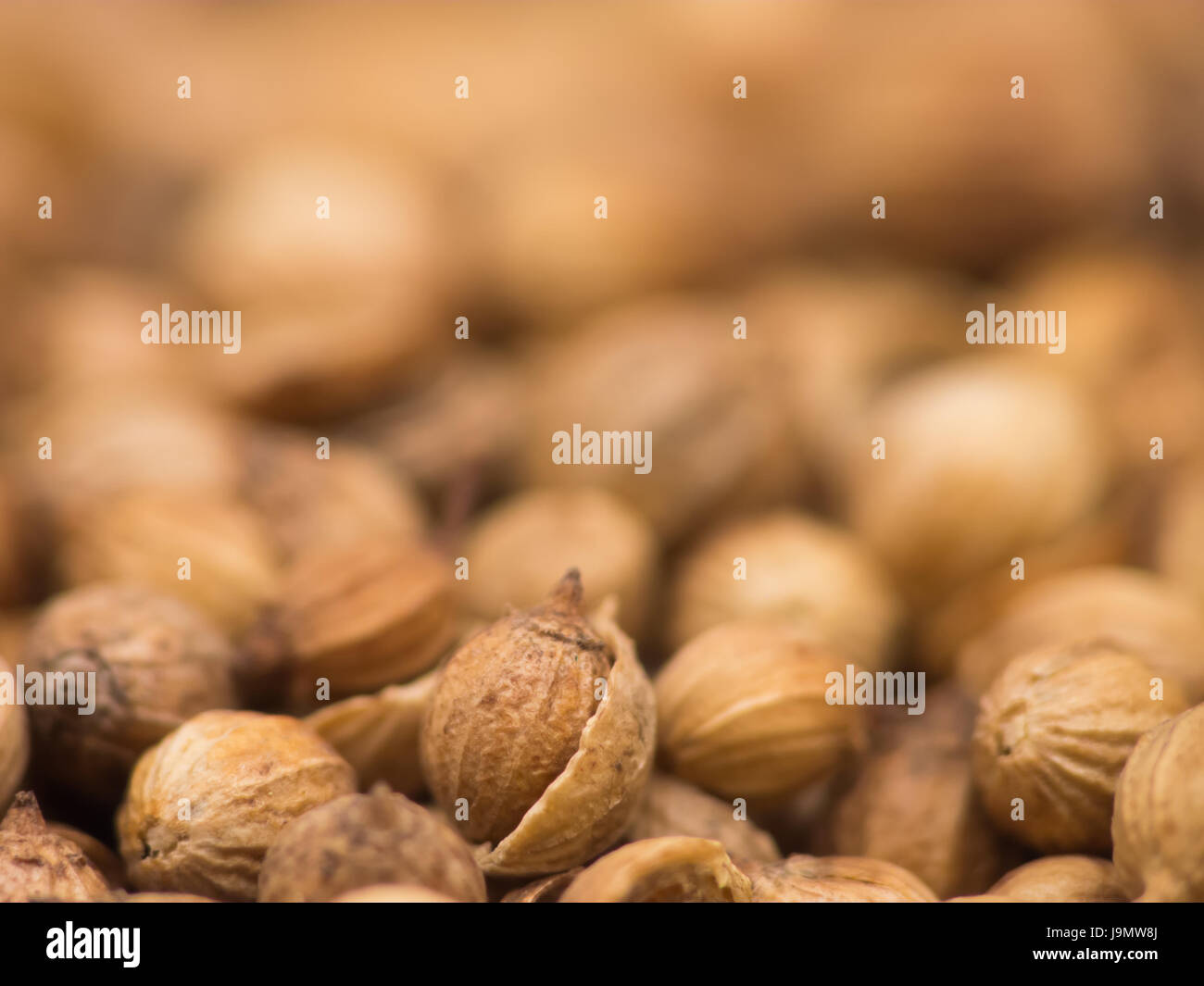 Bio organic coriander seed macro for background with selective focus Stock Photo