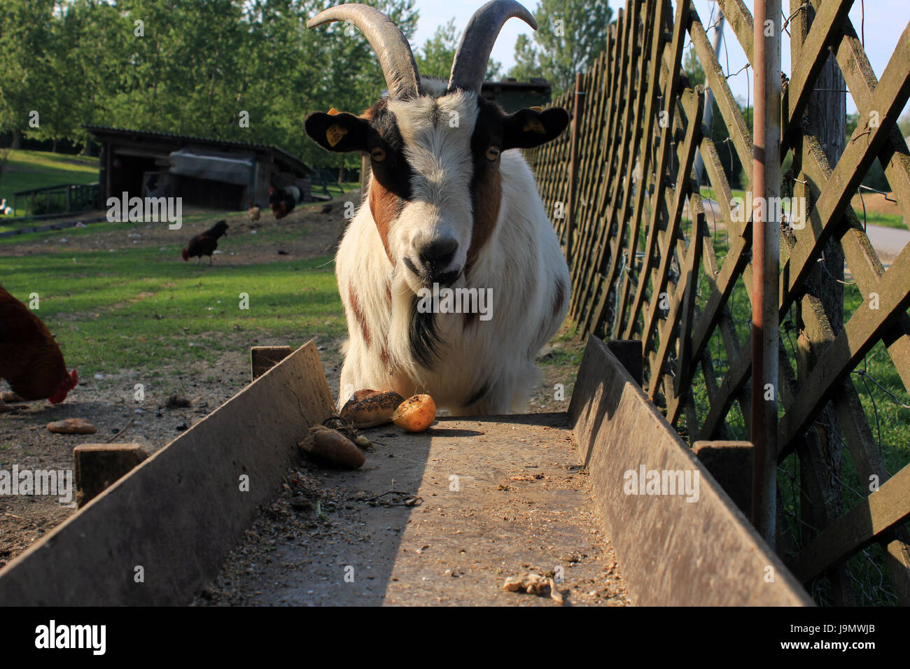 goat, buck, male, hegoat, mammal, agriculture, farming, goat