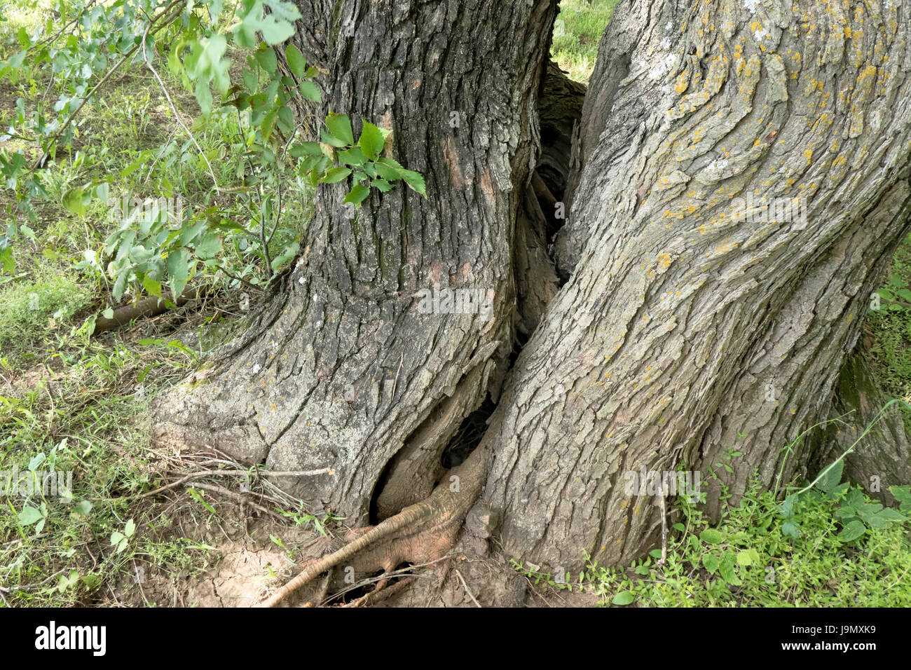 Tree split hires stock photography and images Alamy
