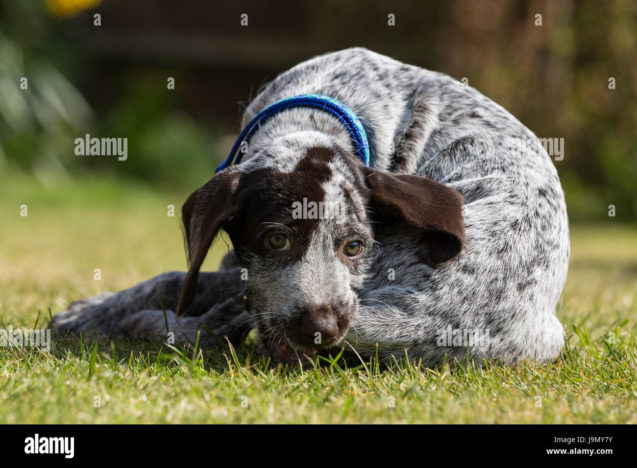 A playful German Wirehaired Pointer puppy Stock Photo