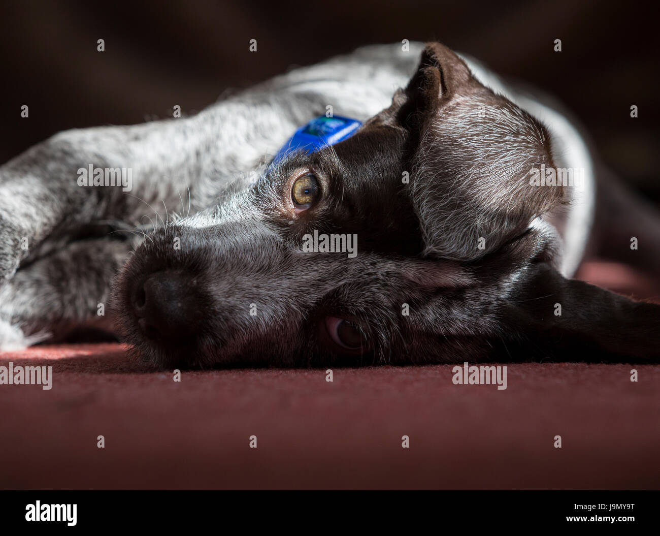 A playful German Wirehaired Pointer puppy Stock Photo
