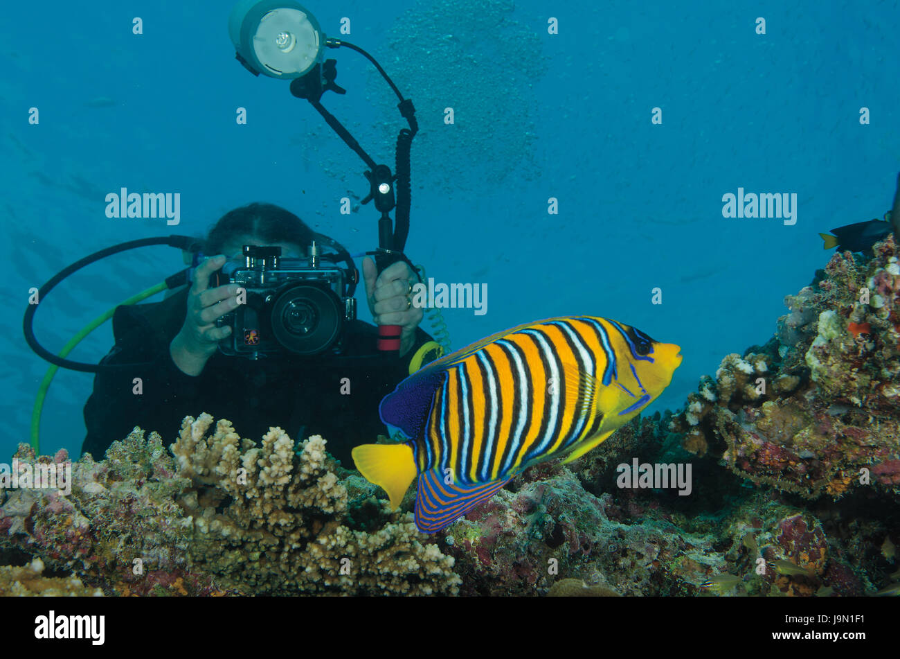 Diver photographing a Regal angelfish, Pygoplites diacanthus, on coral reef in Maldives Stock Photo
