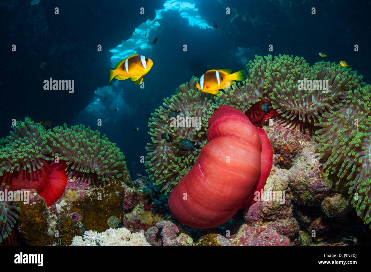 Red Sea anemonefish [Amphiprion bicinctus] with Magnificent anemone [Heteractis magnifica].  Egypt, Red Sea. Stock Photo