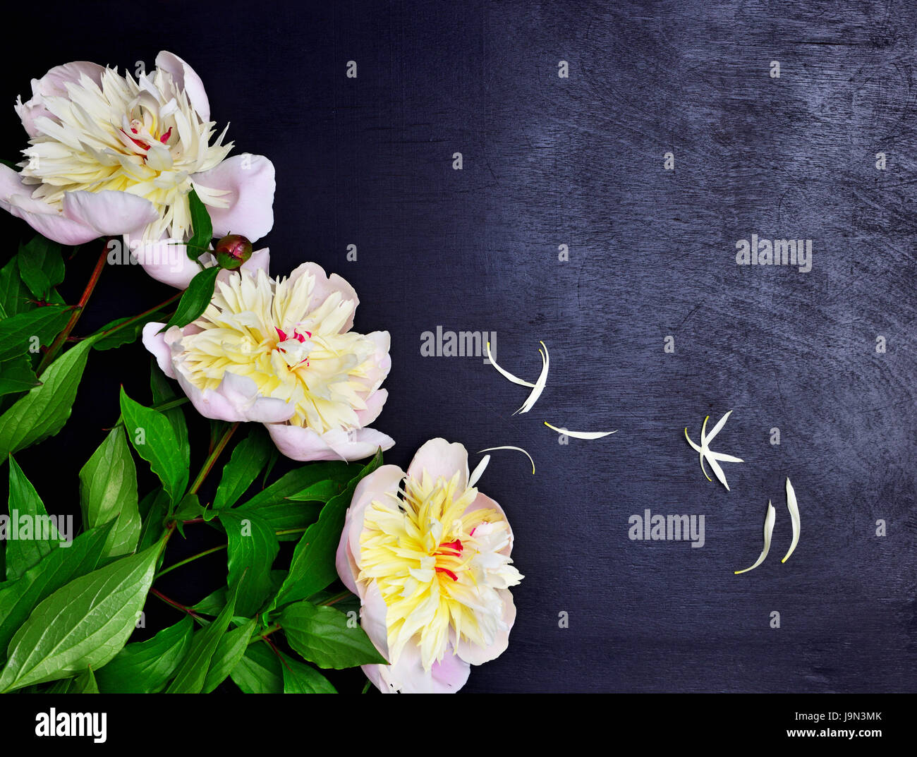 Three white peonies with green stems on a black background, empty space ...