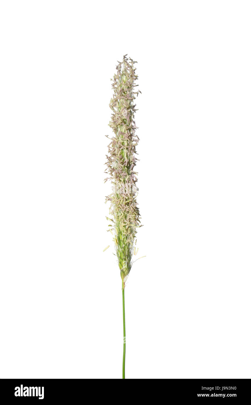 meadow foxtail (alopecurus pratensis) Stock Photo