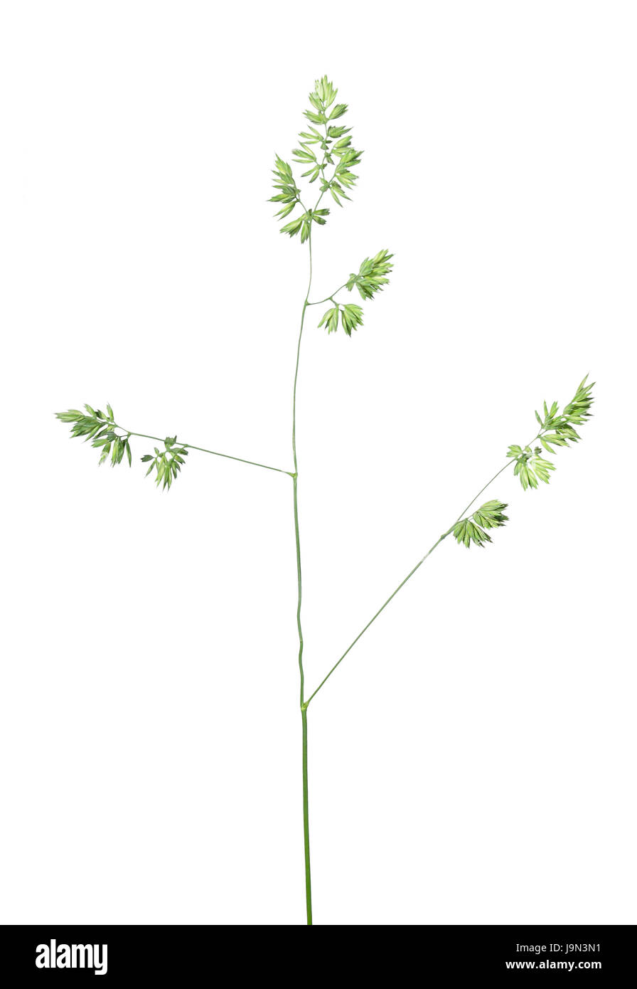forest-orchard grass (dactylis polygama) Stock Photo