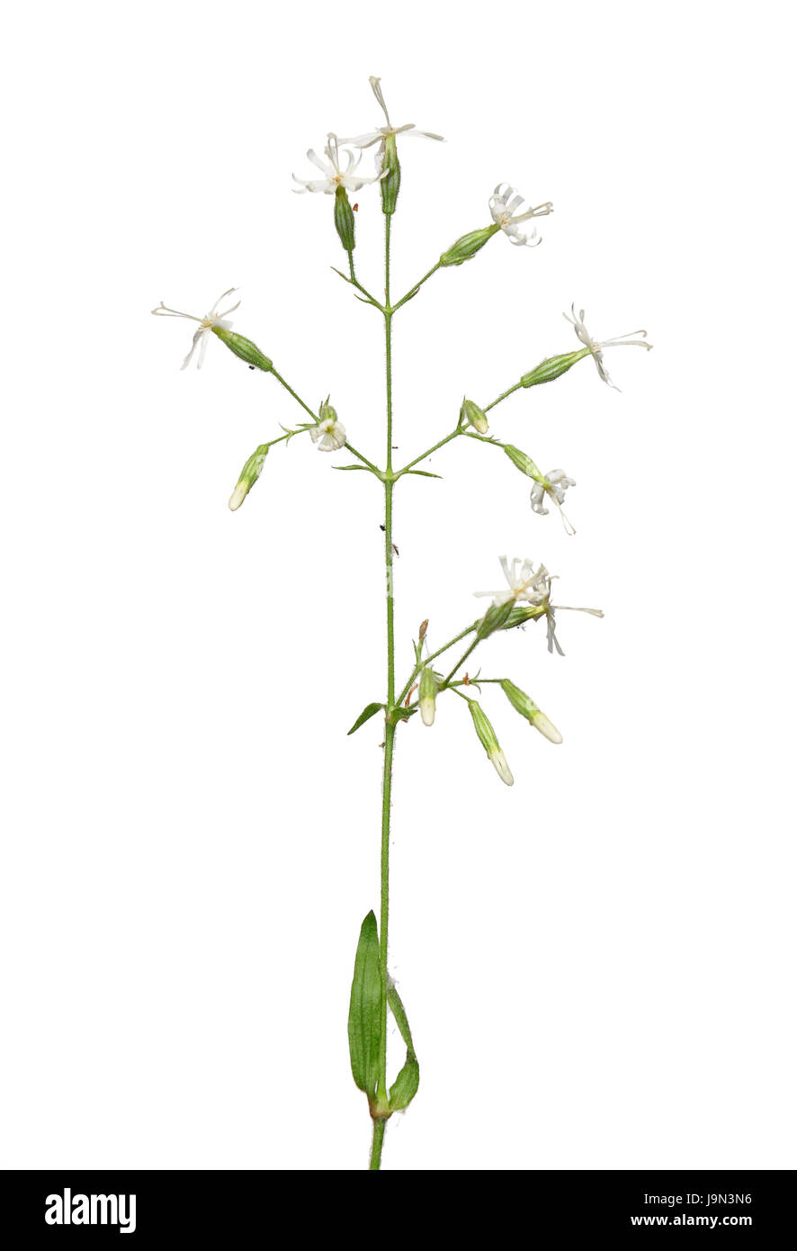 nottingham catchfly (silene nutans) Stock Photo