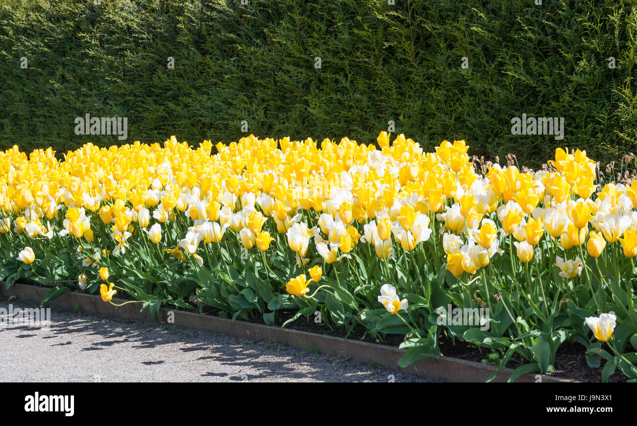 Yellow tulips in a flower bed Stock Photo - Alamy
