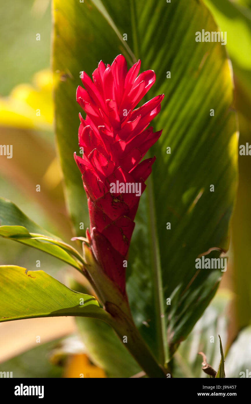 Red Ginger Plant Stock Photo