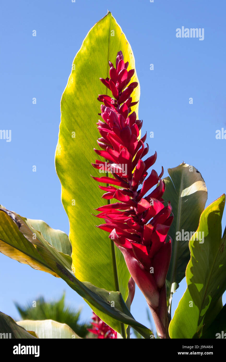Red Ginger Plant Stock Photo Alamy