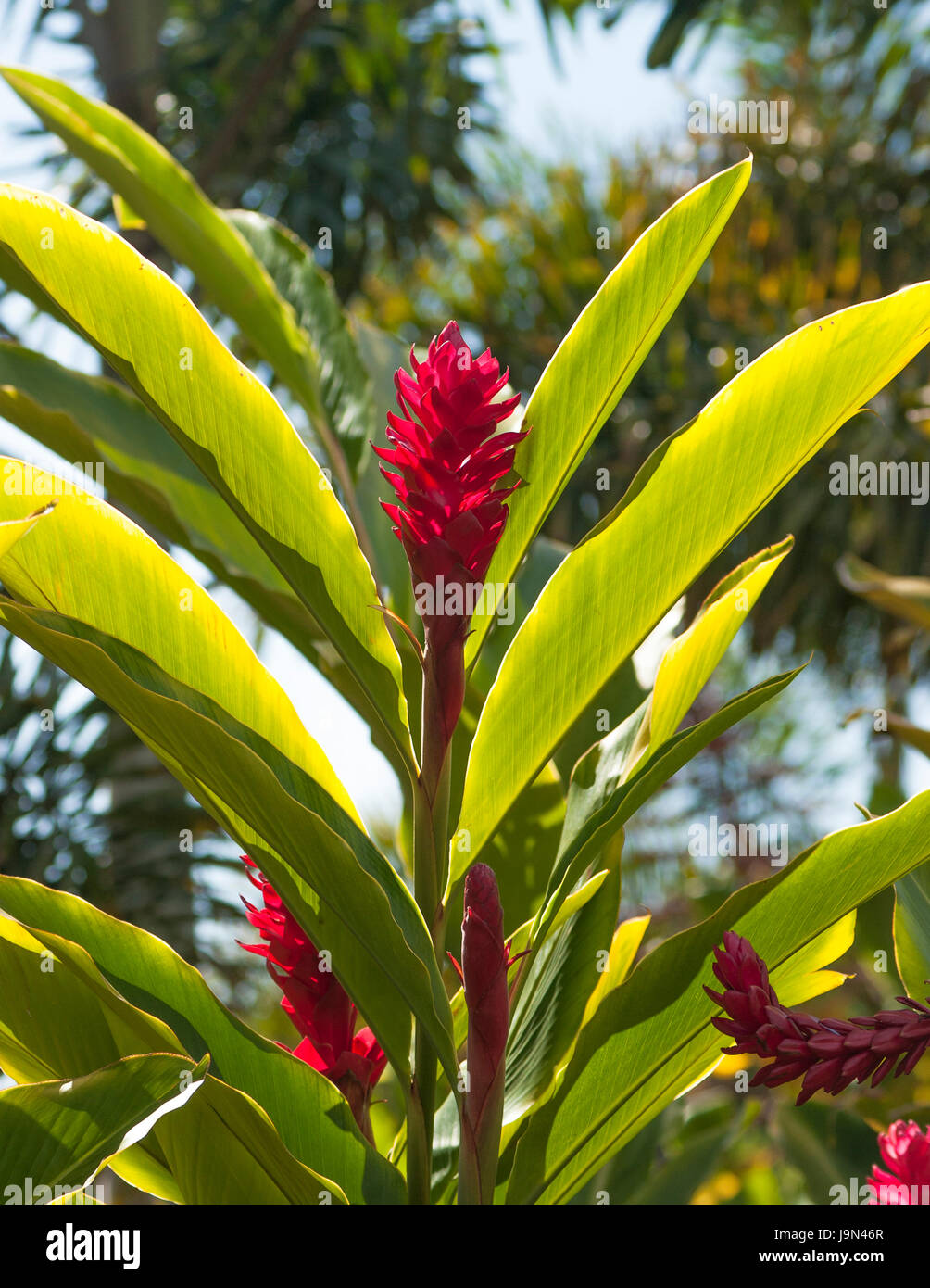 Red Ginger Plant Stock Photo
