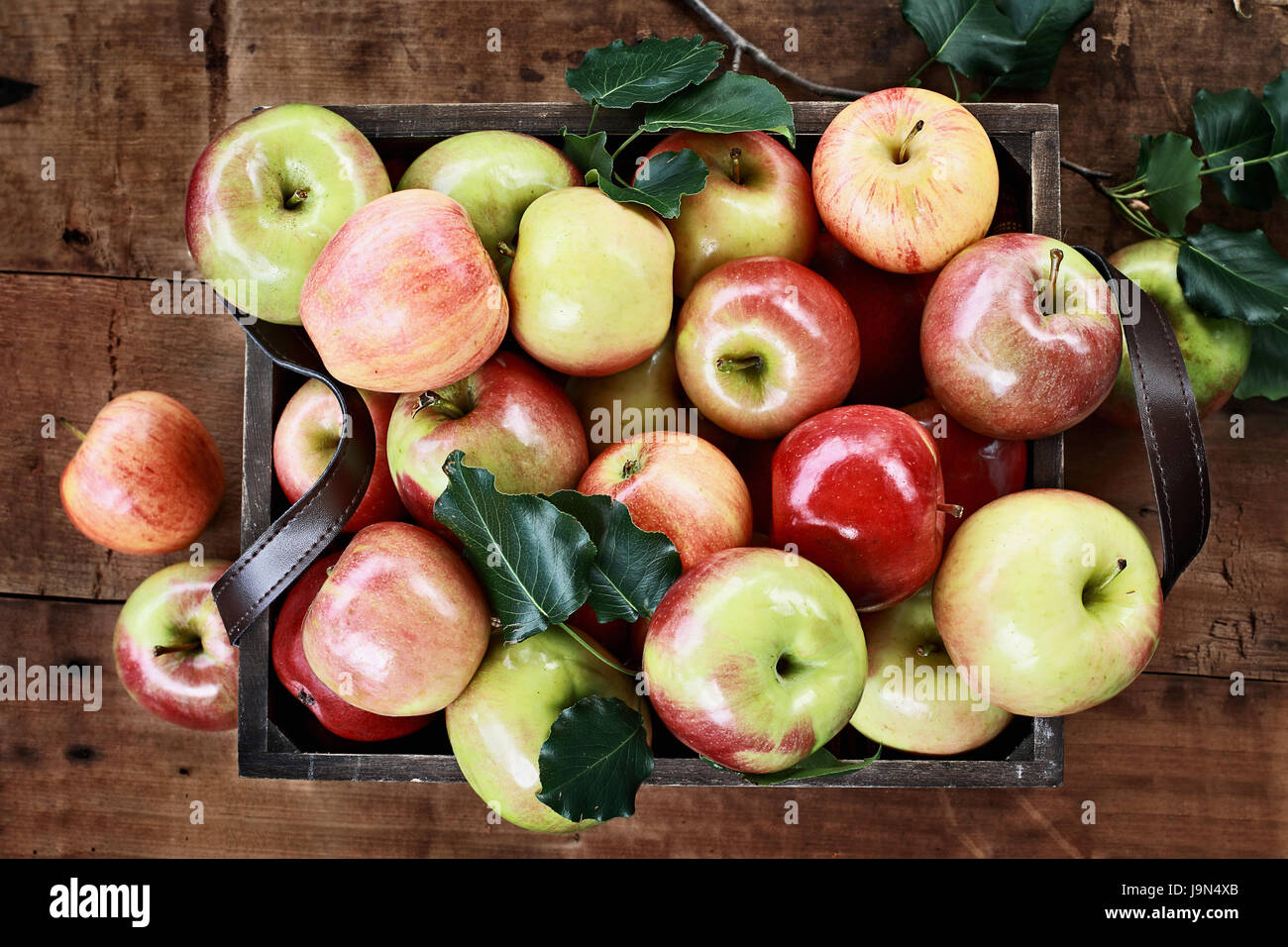 Freshly picked bushel of apples in an old vintage wooden crate with leather handles on a rustic wood table. Image shot from above. Stock Photo