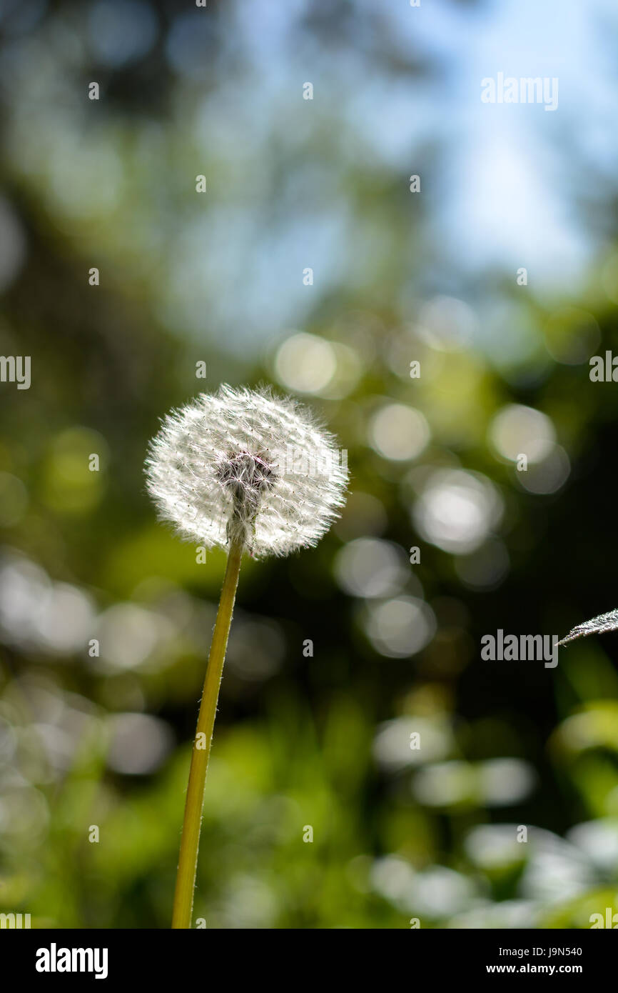 Dandelion clock in the sun with bokeh Stock Photo - Alamy