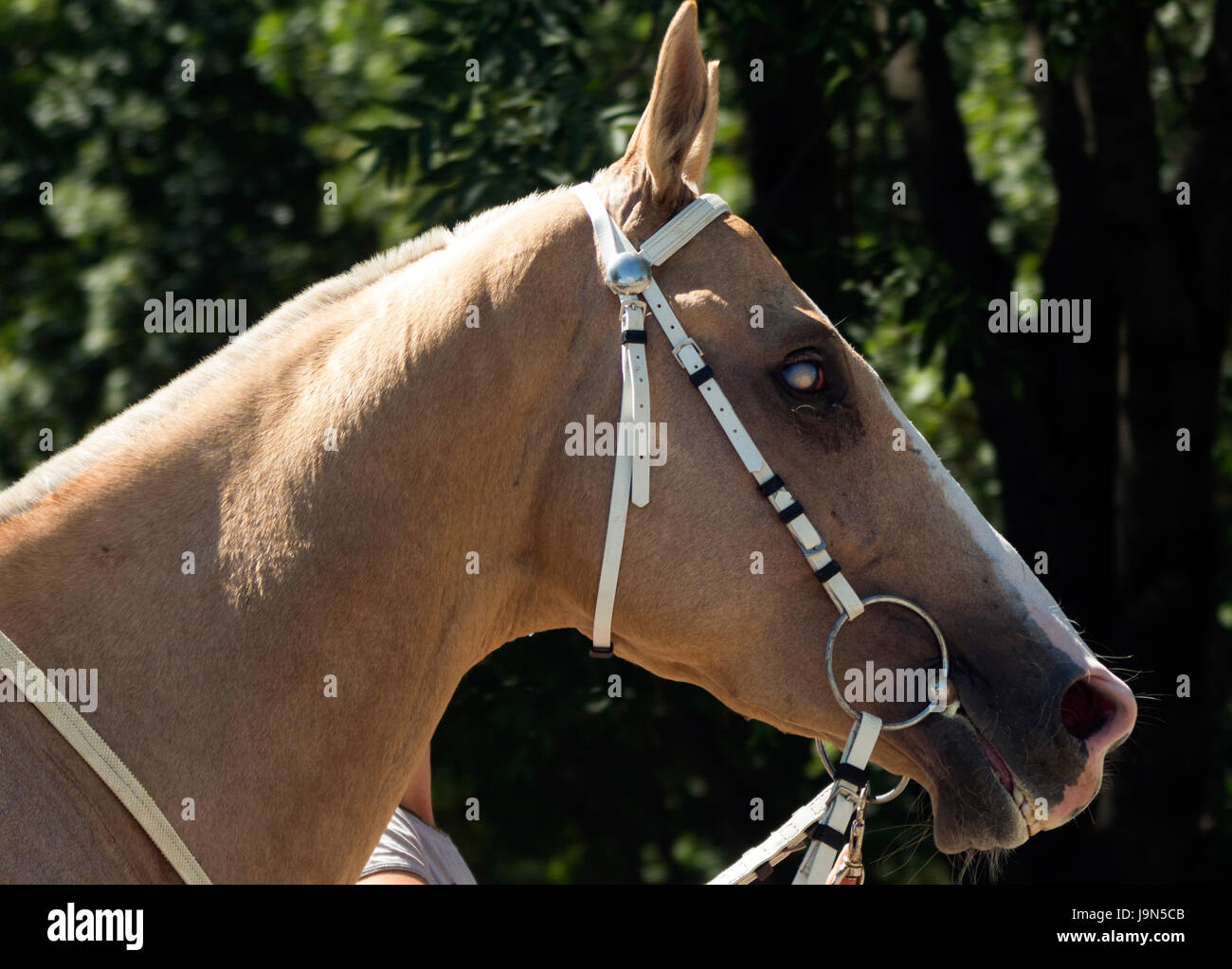 Portrait of akhal-teke horse Stock Photo - Alamy