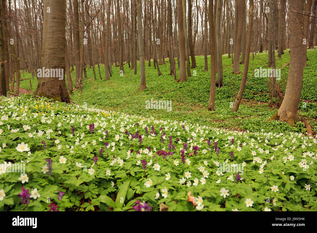 Spring, Hainich National Park, Germany Stock Photo