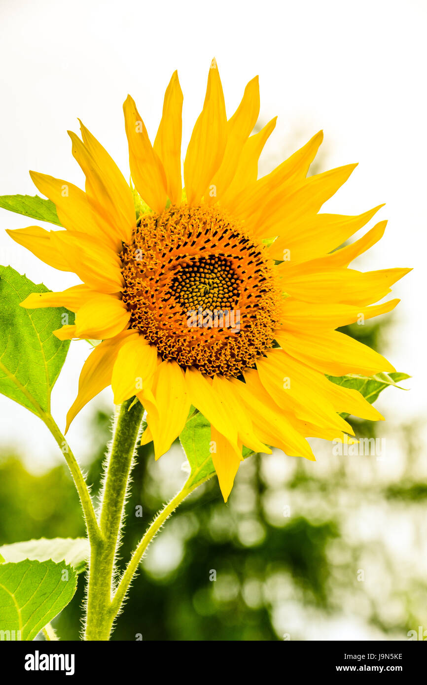 Sunflower in the sun Stock Photo - Alamy