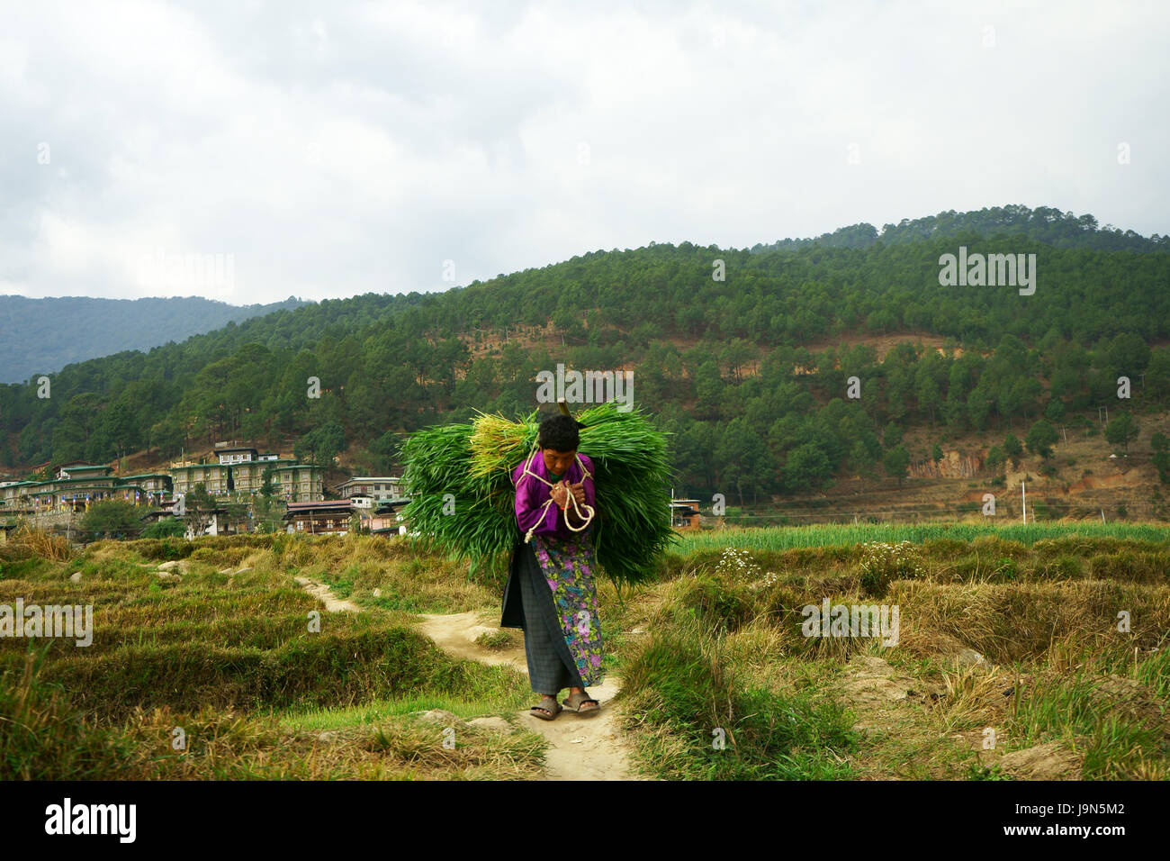 Bhutanese woman carrying animal feed on back near Chimi Lhakhang, Punakha valley, Bhutan Stock Photo