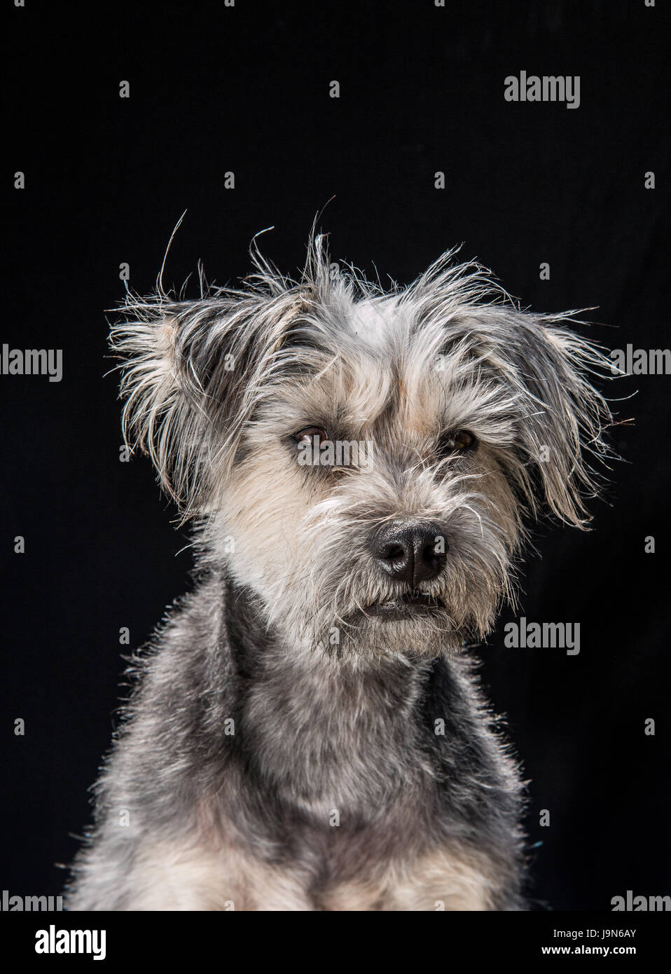 Terrier hotsell mix breeds