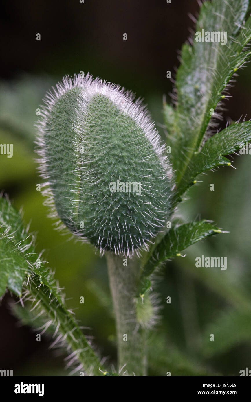 The hairy flower bud of the summer flowering Oriental Poppy 'Brilliant' in the garden, Blackpool, Lancashire, England, UK Stock Photo