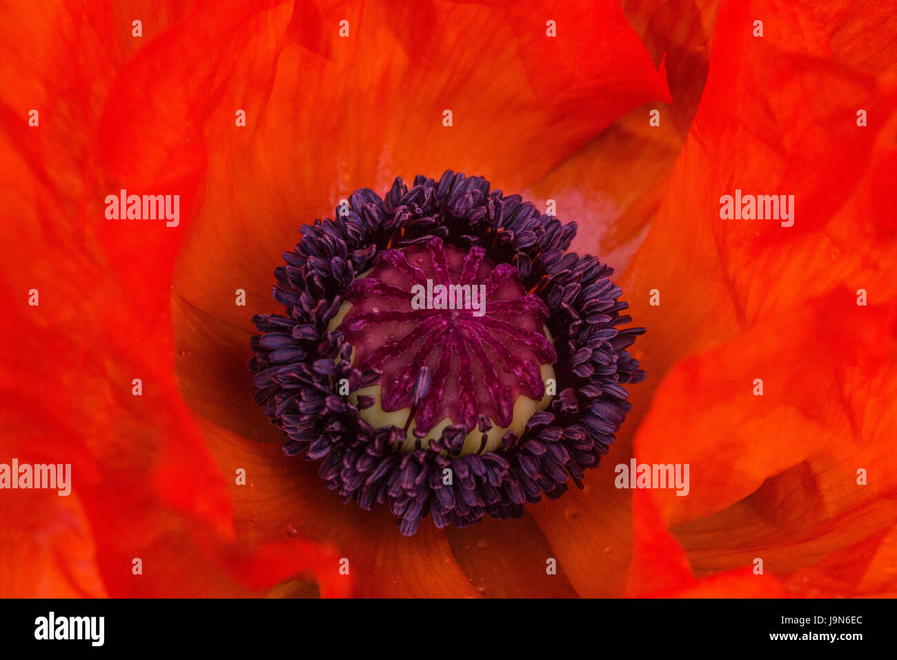 Close up of the orange summer flower of Oriental Poppy 'Brilliant' in the garden in Blackpool, Lancashire, England, UK Stock Photo