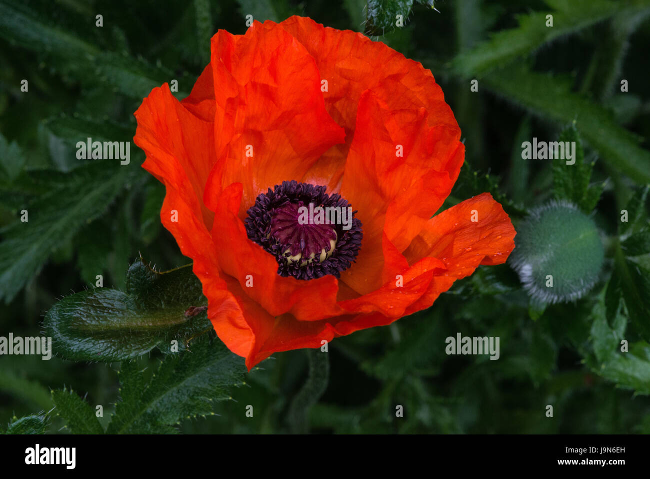 Plant and flower of the orange summer flowers of Oriental Poppy 'Brilliant' in the garden in Blackpool, Lancashire, England, UK. Stock Photo