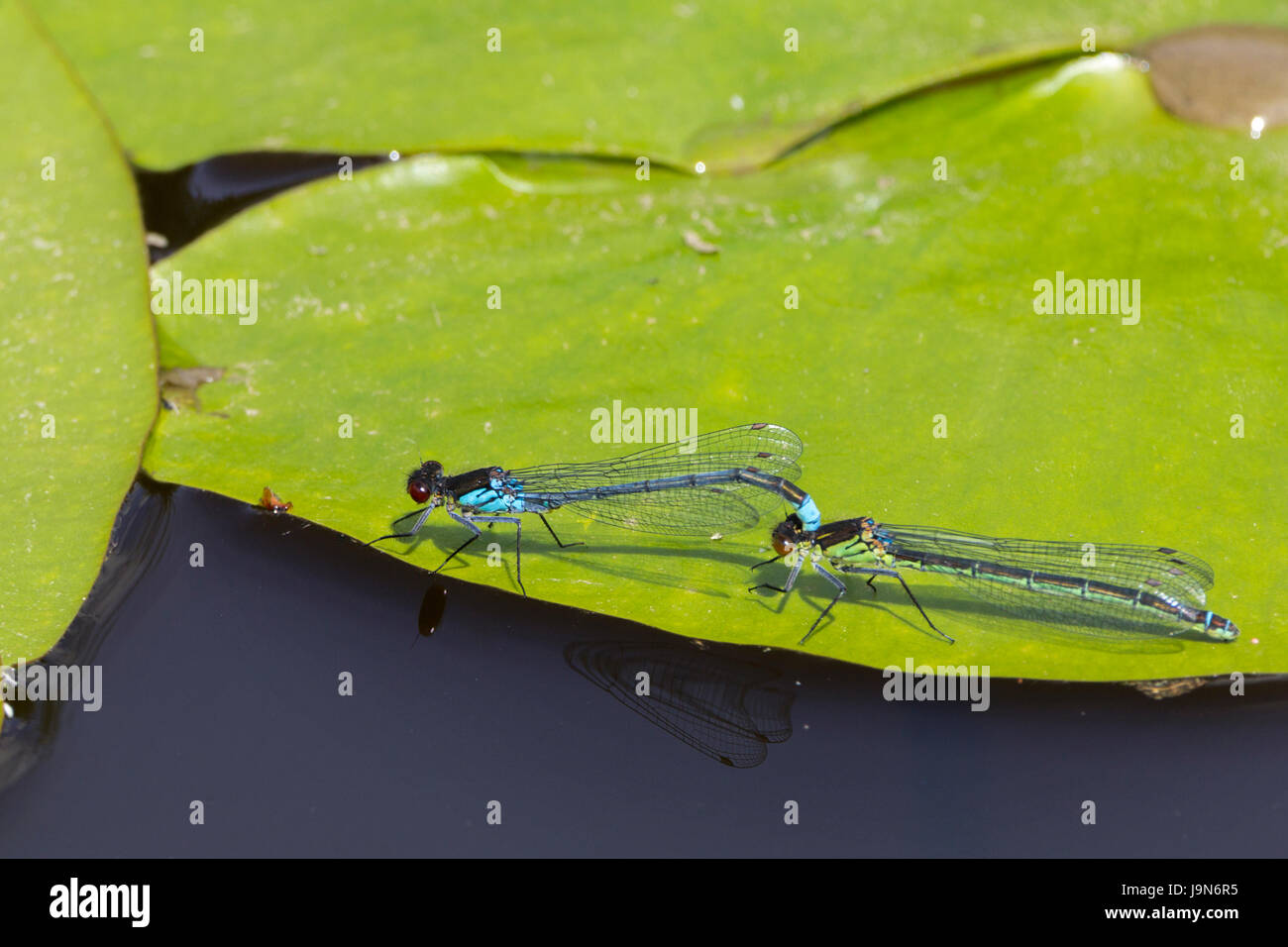 Blue tailed damselflies Ischnura Elegans coupled during mating over water on lilly pads black body blue tip on abdomen segment eight compound eyes Stock Photo