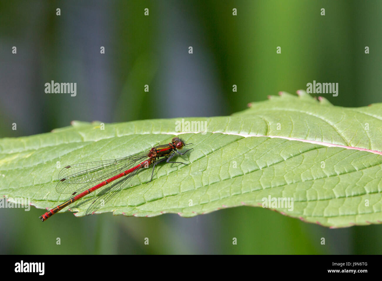 Damsel fly large red Pyrrhosoma Nymphula bright red with golden segments and black markings on abdomen resting on vegetation over water  compound eyes Stock Photo