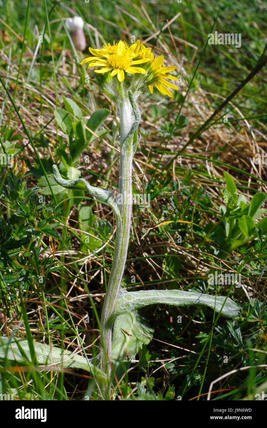 Spatulate Fleawort South Stack, Anglesey, Stock Photo