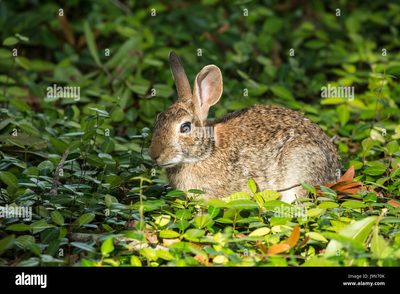 Marsh rabbit in foliage in Florida Stock Photo Alamy