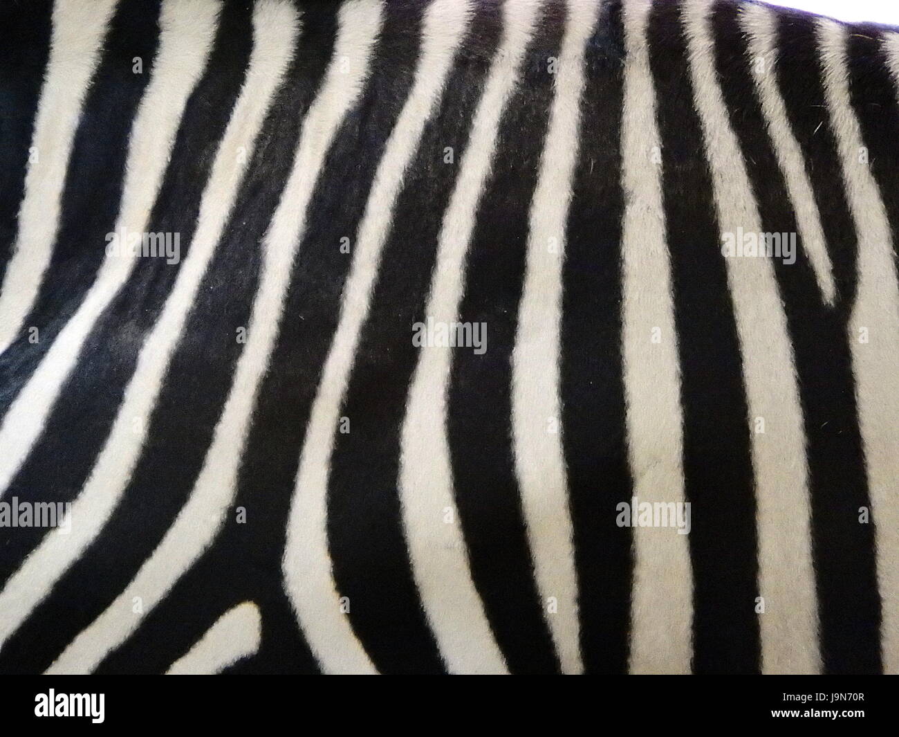 black and white zebra skin pattern, Zebra skin background Stock Photo ...