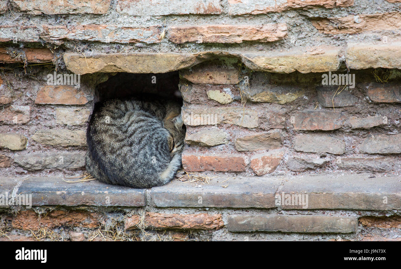 Stary cat at Largo di Torre Argentina, Rome, Lazio, Italy, Europe Stock Photo