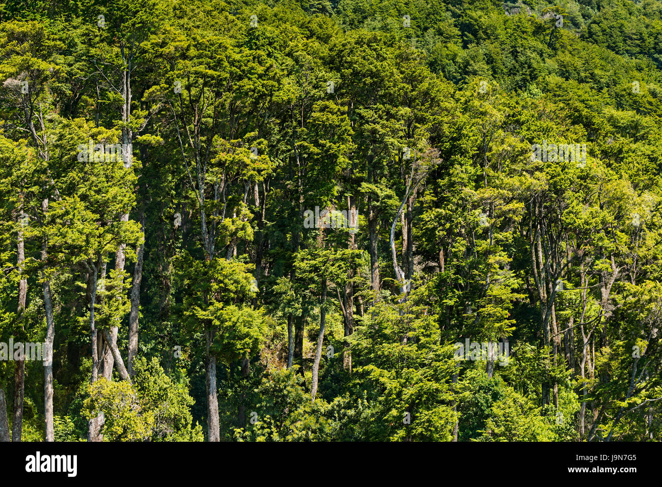 A forest in the shores of Lake Todos Los Santos, Southern Chile Stock Photo
