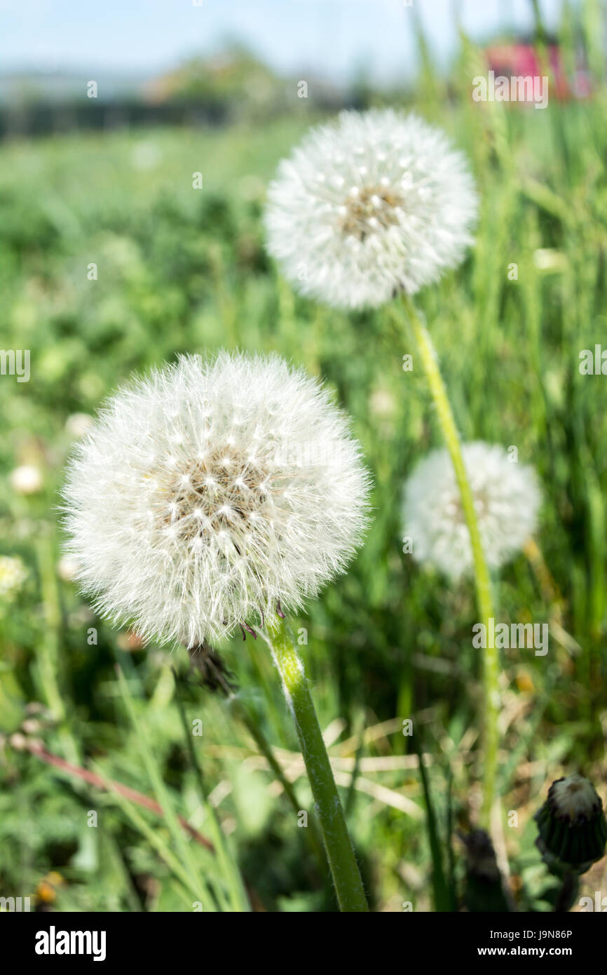 Dandelion fluff. Dandelion tranquil abstract closeup art background. dandelion air white beautiful meadow flower Stock Photo