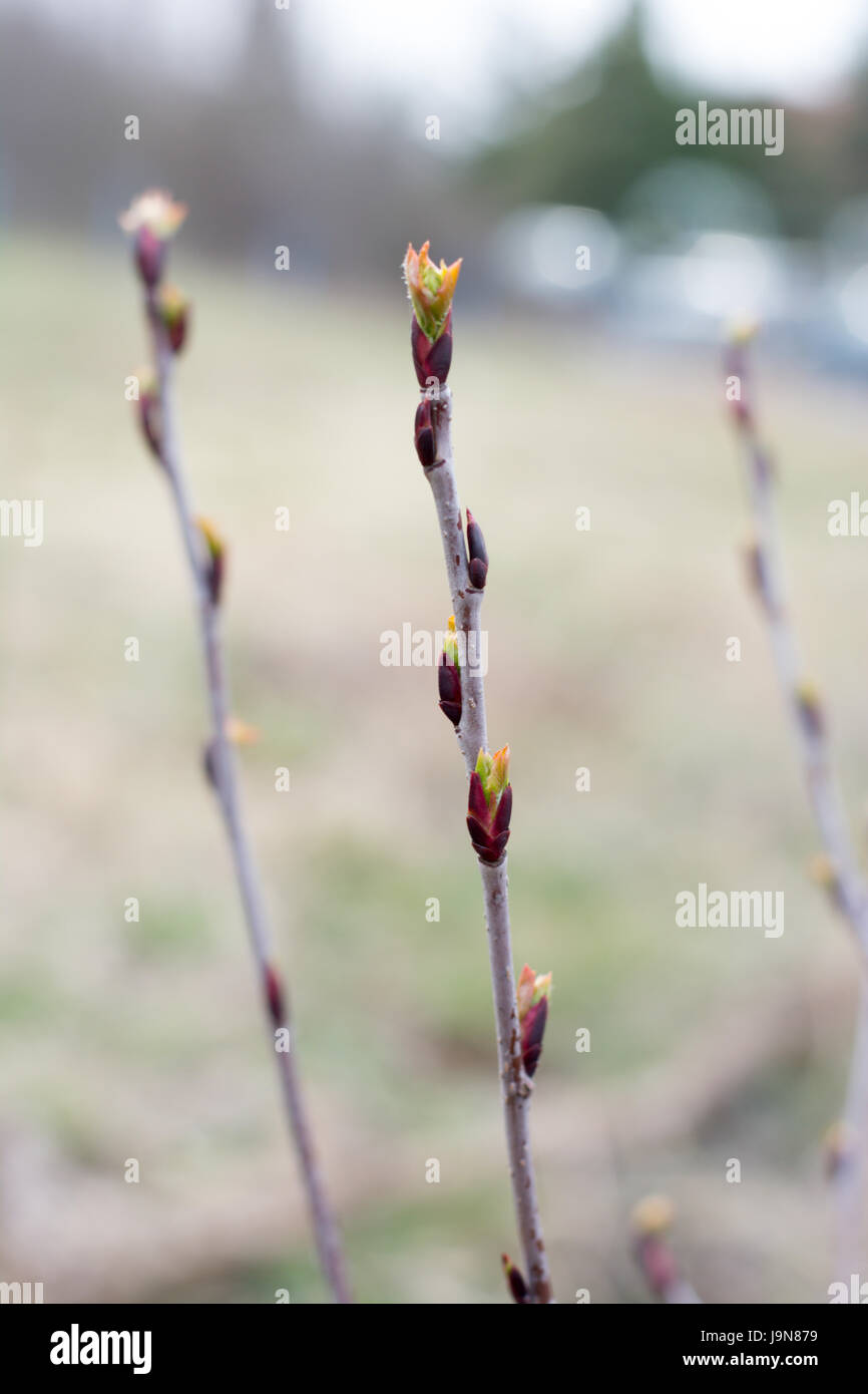 Choke plant hires stock photography and images Alamy
