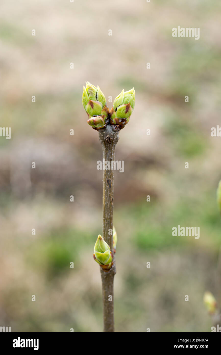 Chokeberry plant in early spring with unopened buds on twigs. Close up Stock Photo