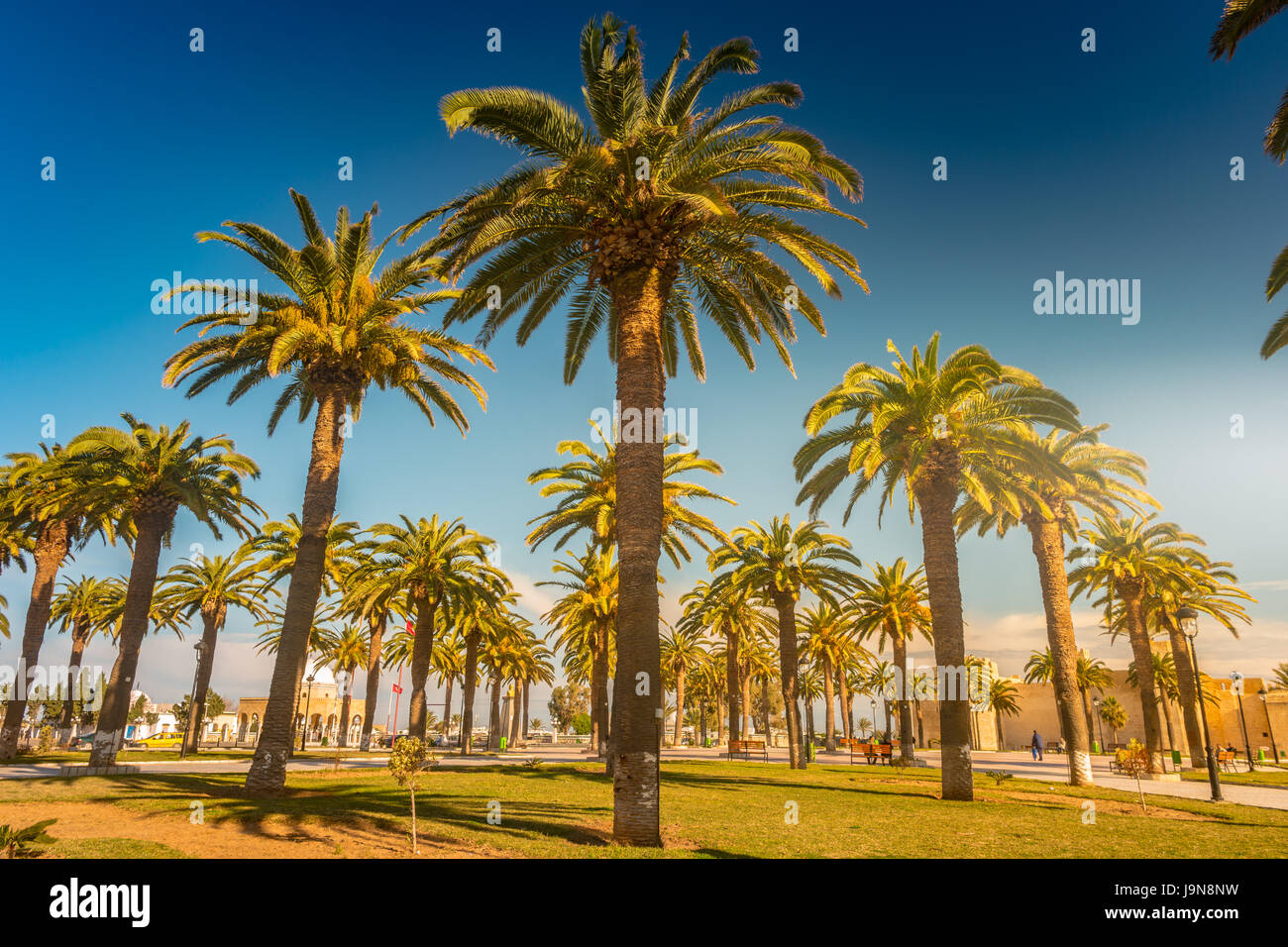 Palm trees in a tropical resort at beautiful sunny day. Image of ...