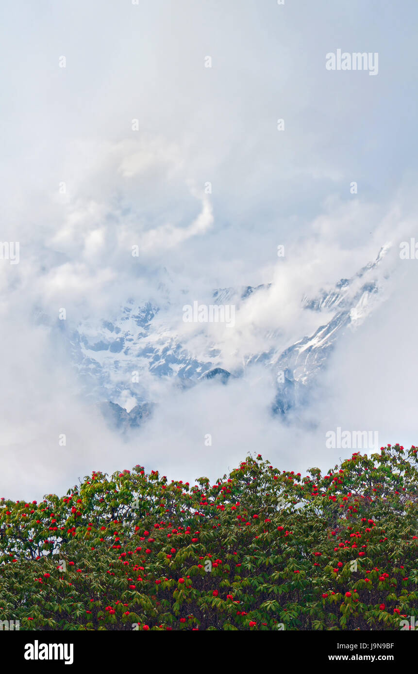 Rhododendron blooming trees and Mountain surrounded by clouds. Mount Cloudy Landscape in Himalaya. Stock Photo
