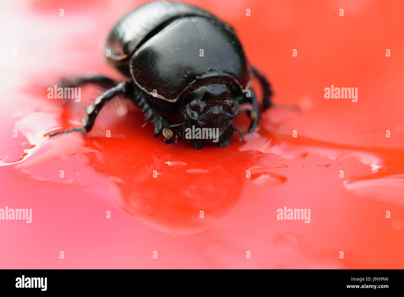 Close-up of the Dor Beetle / Dumbledore Dung Beetle Stock Photo