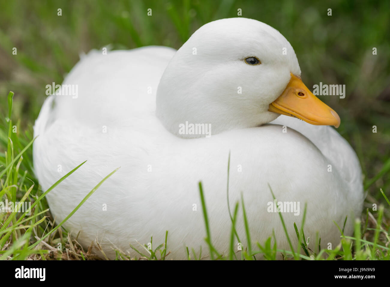 Call duck hires stock photography and images Alamy
