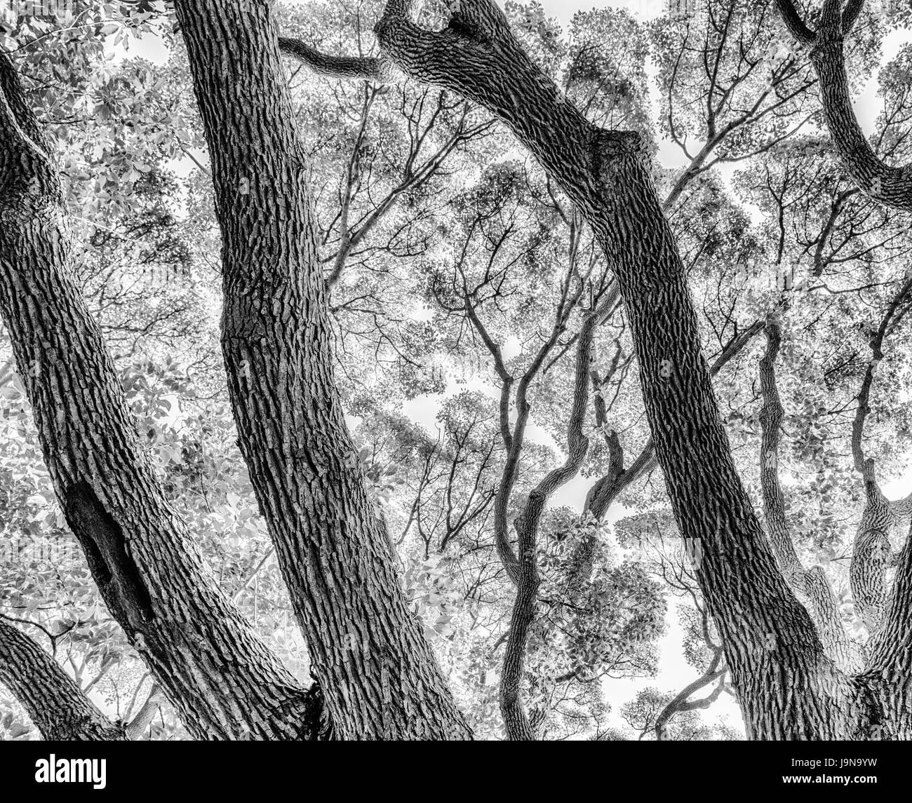 Monochrome graphical black and white abstract fine art image of trees taken in South Africa Stock Photo