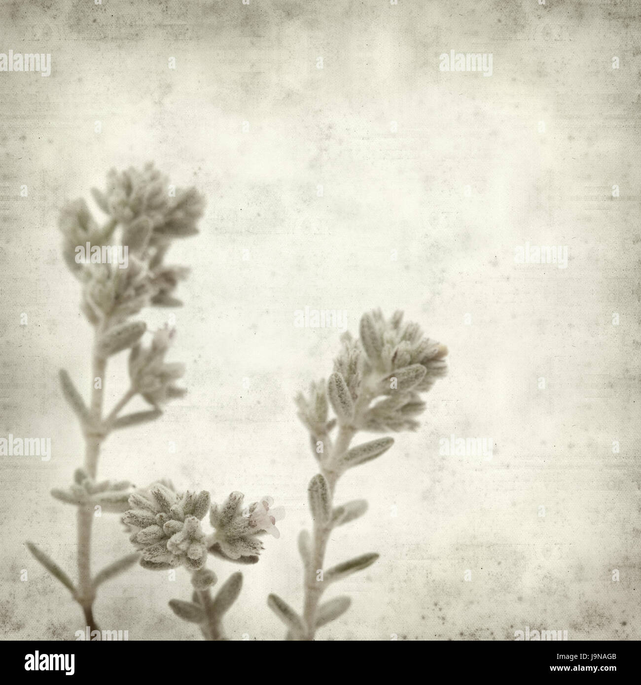 textured old paper background with Micromeria plant Stock Photo