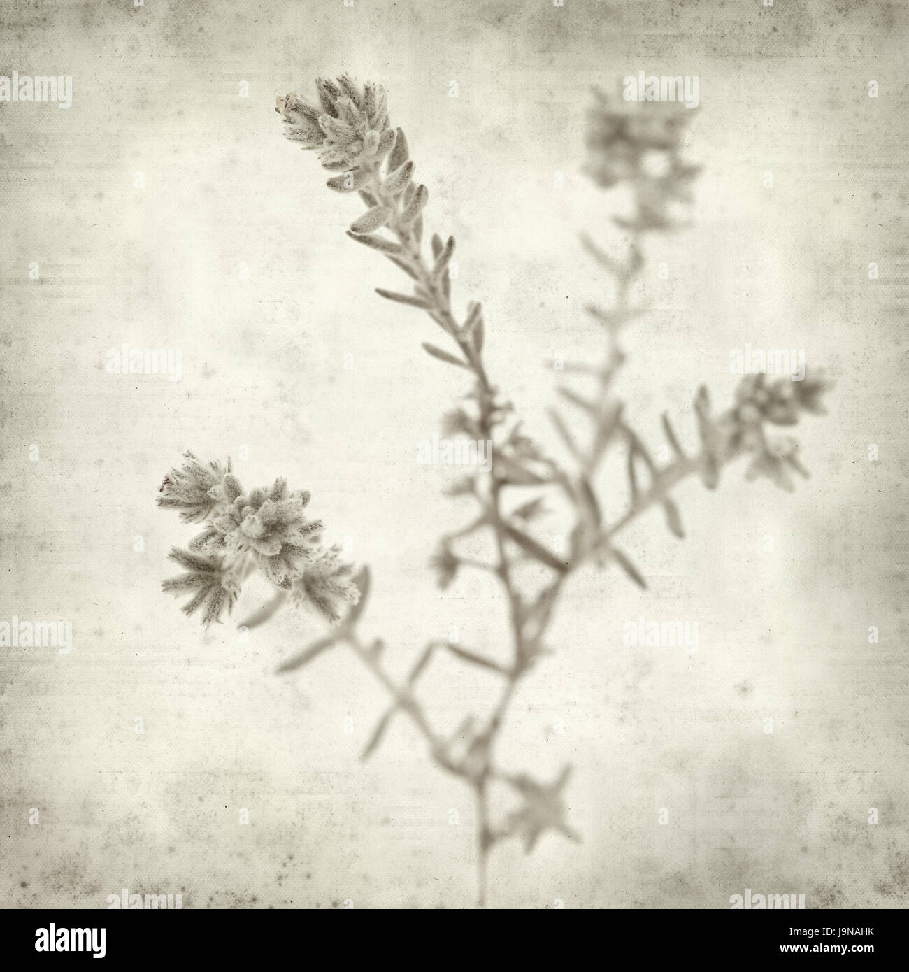 textured old paper background with Micromeria plant Stock Photo